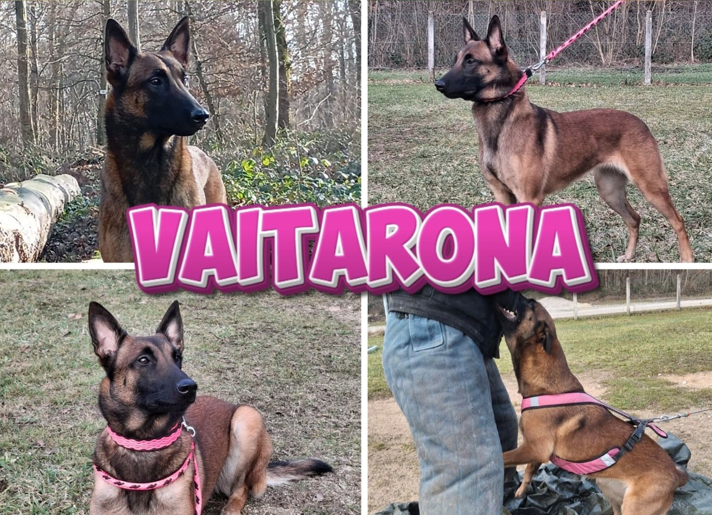 Publication : Du royaume de jessica 