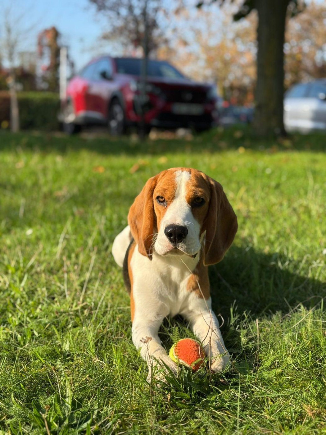 Publication : Des Courants De La Selle 