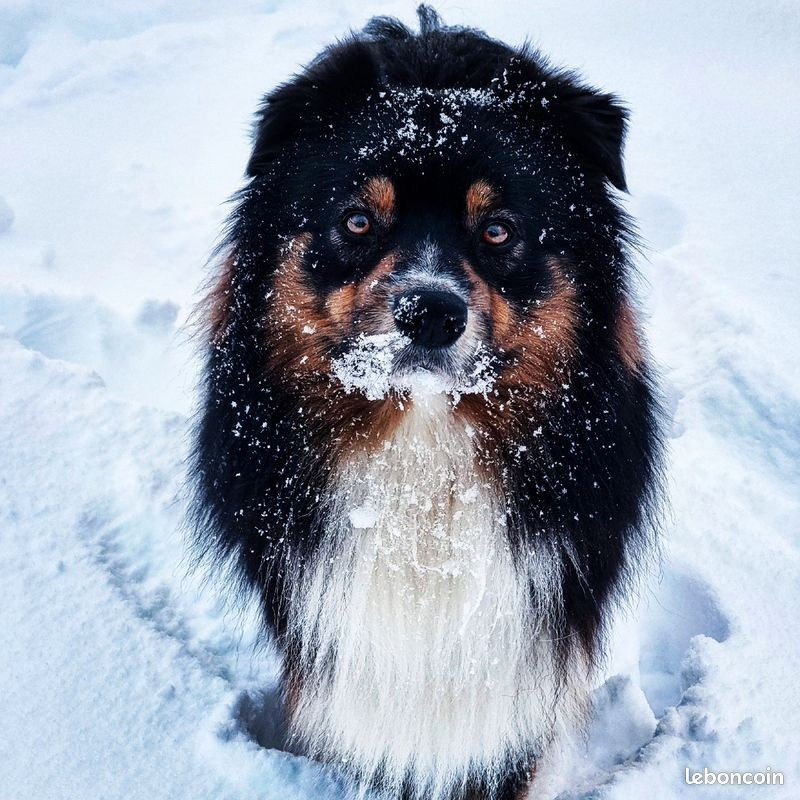 Publication : Des Milles Et Une Pattounes De Rio