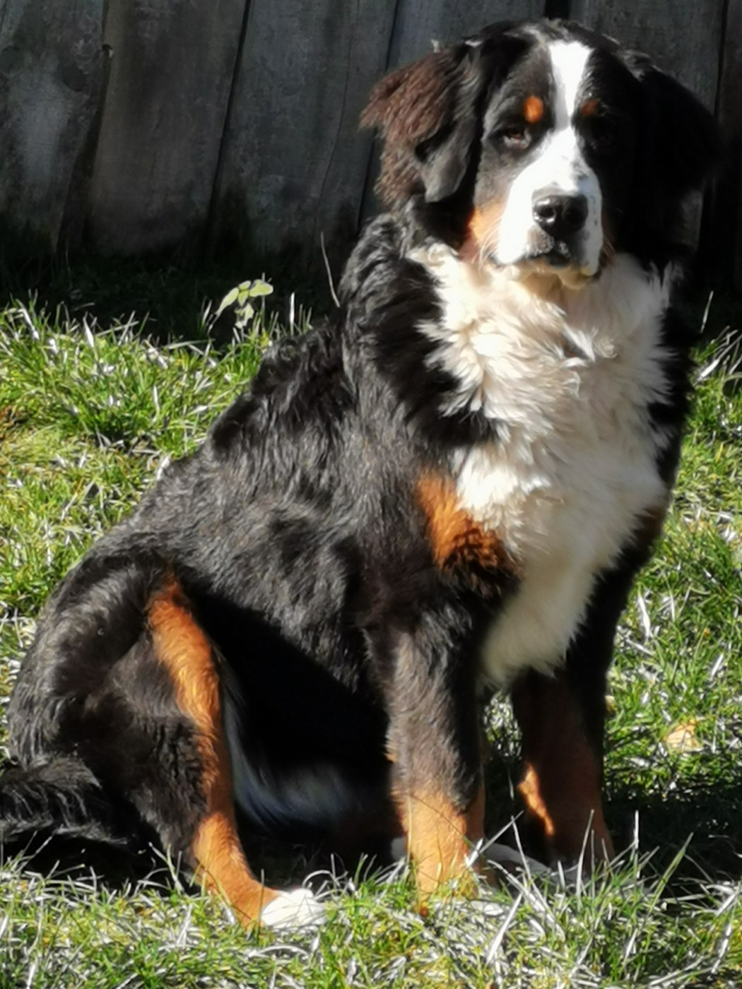 Publication : Du Bois Des Feux Follets