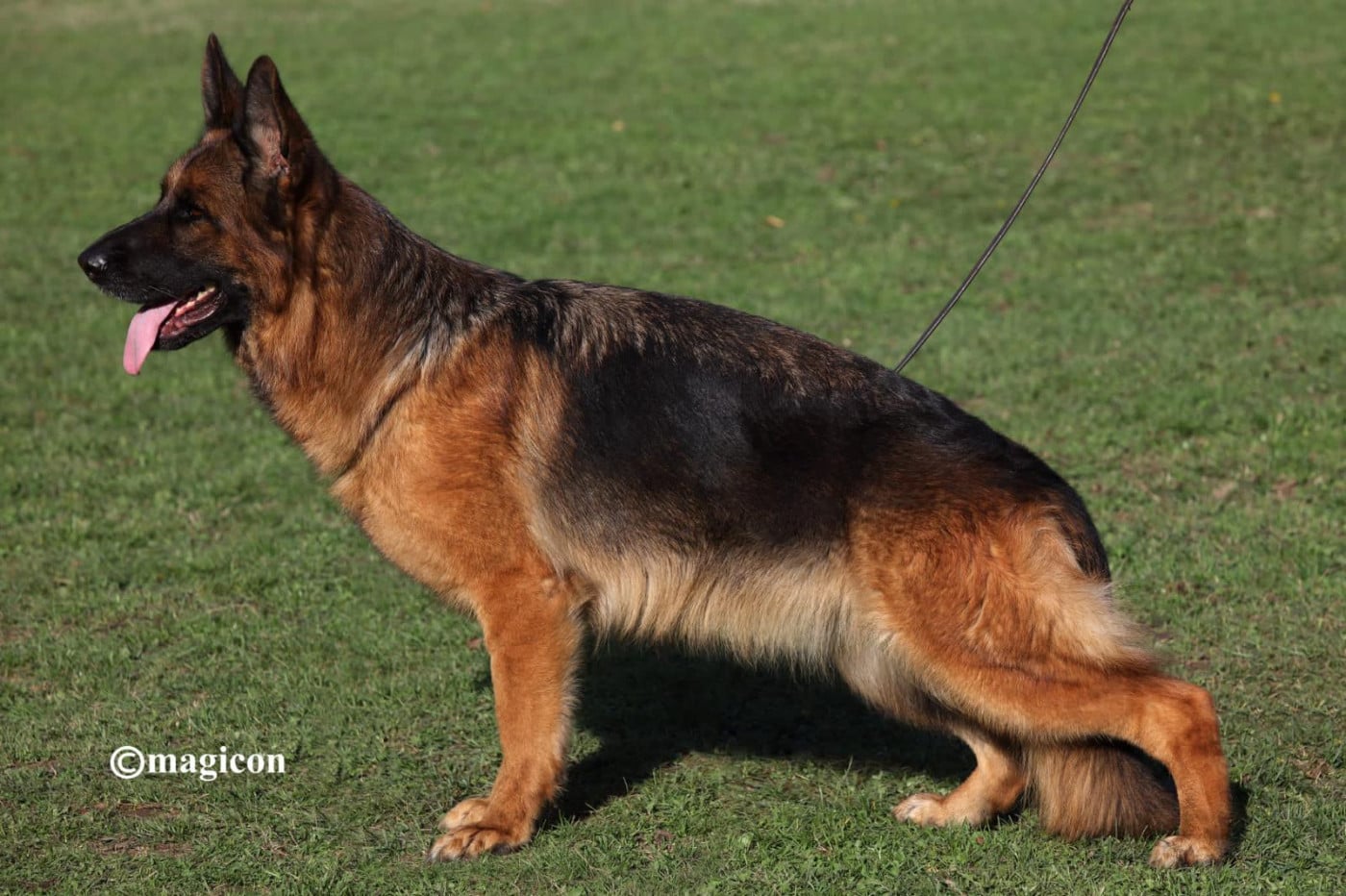 Publication : Du Montgison