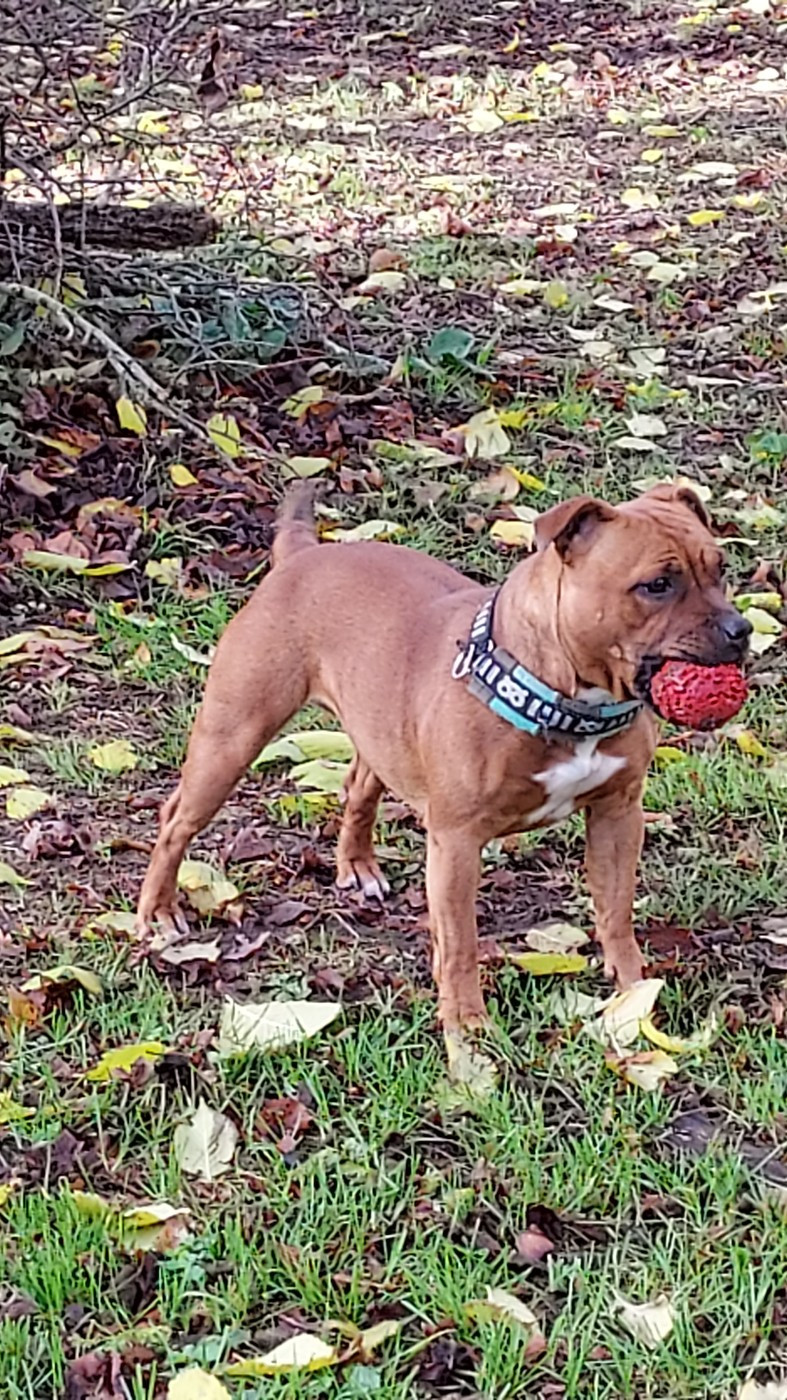 Publication : Du Domaine O'razzia And Rose 