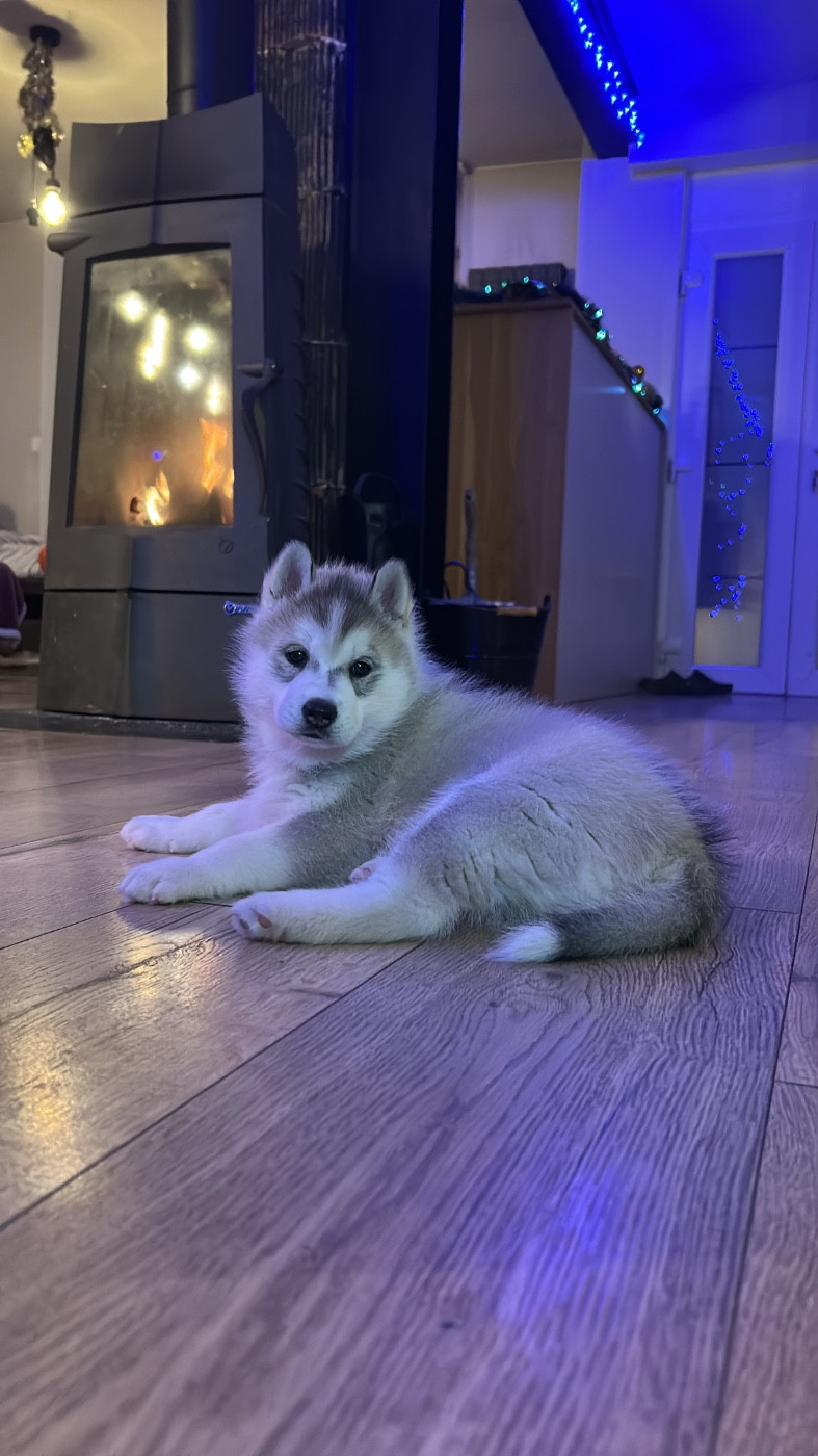 Publication : du Domaine des Loups de l’Est