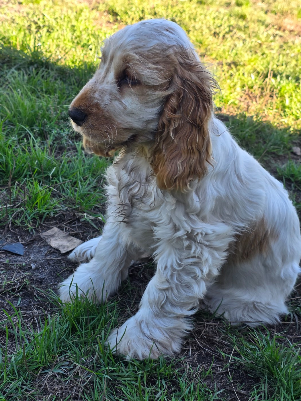 Publication : des Lacs de la Cote d'Argent Auteur : Camille Bégué