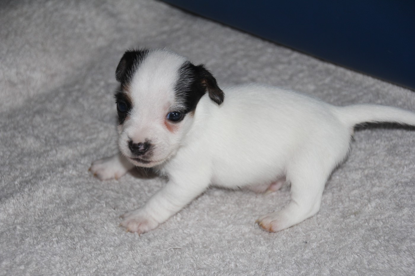 Publication : Du champ de l'ormeau 