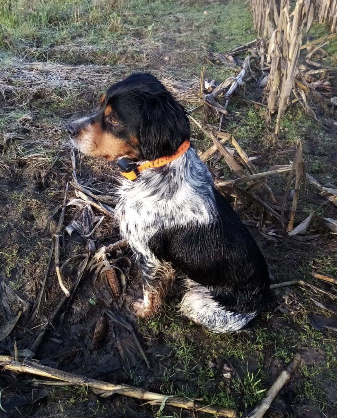 Mistral (Sans Affixe)