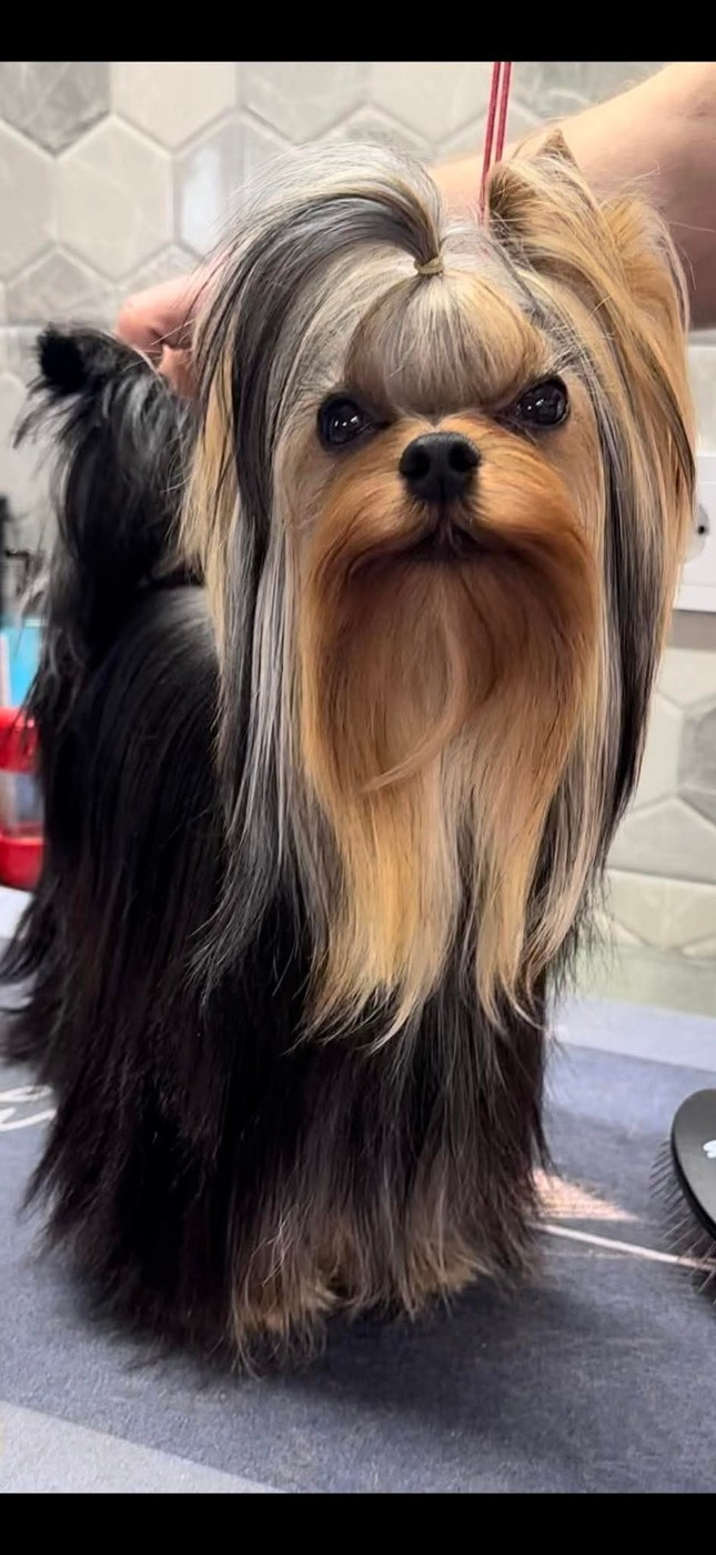 Publication : Des Archanges Sacré 