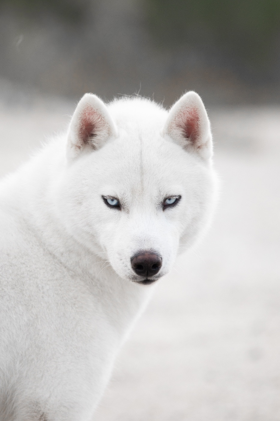 Publication : Of Umok's Dreams 