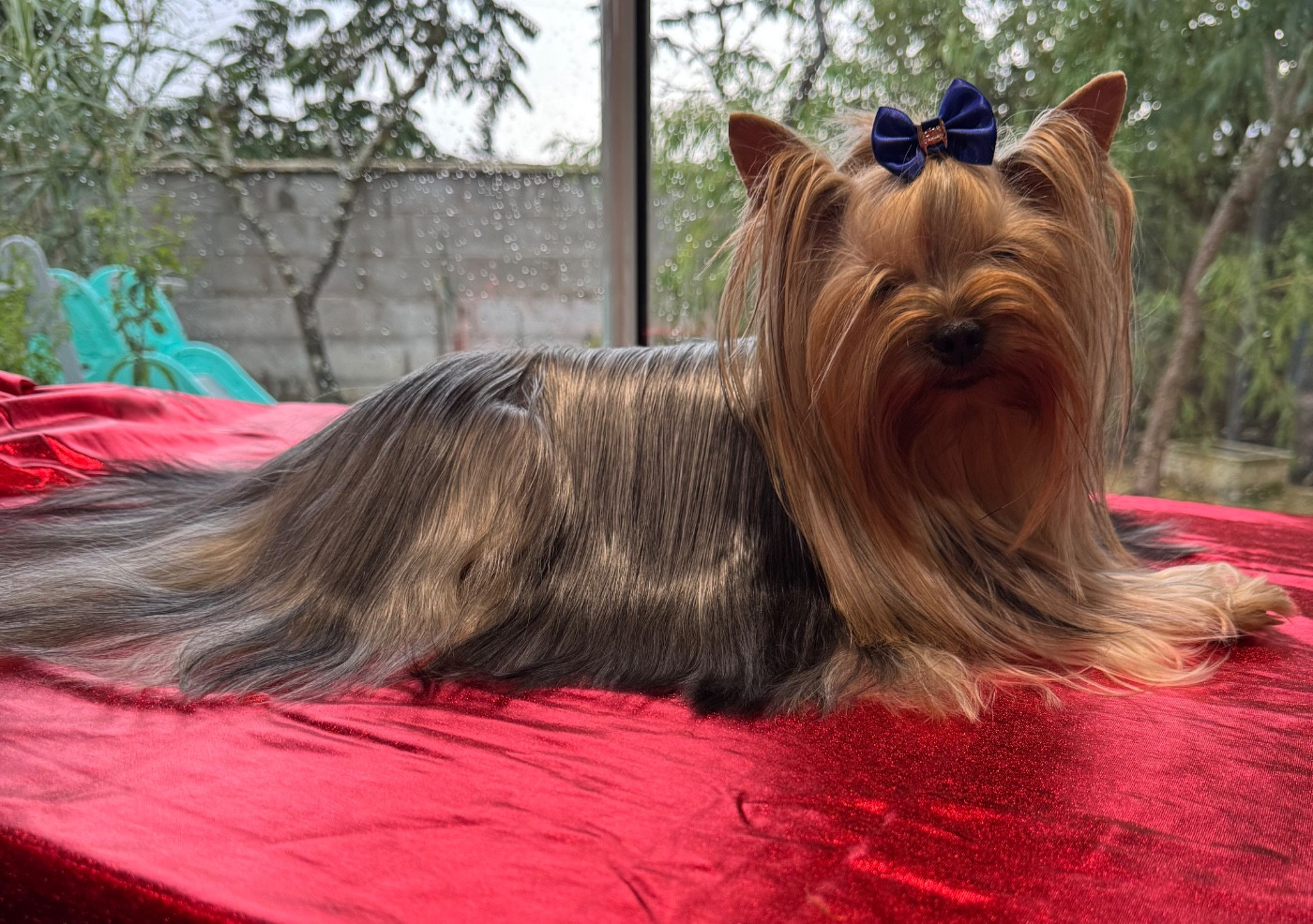 Publication : De L'Etoile Celeste 