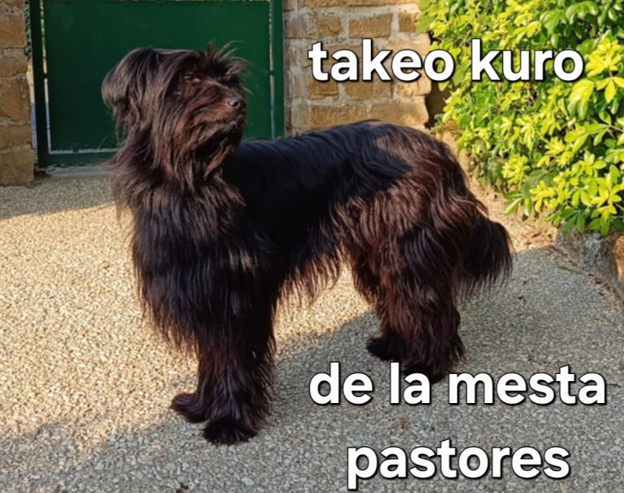 Takeo kuro de la mesta pastores