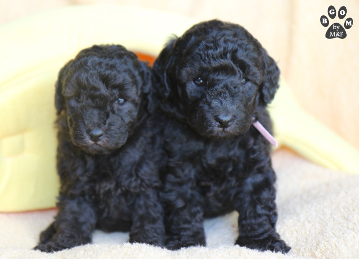 Publication : The beautiful grey of marysa Auteur : by Marie BGoM