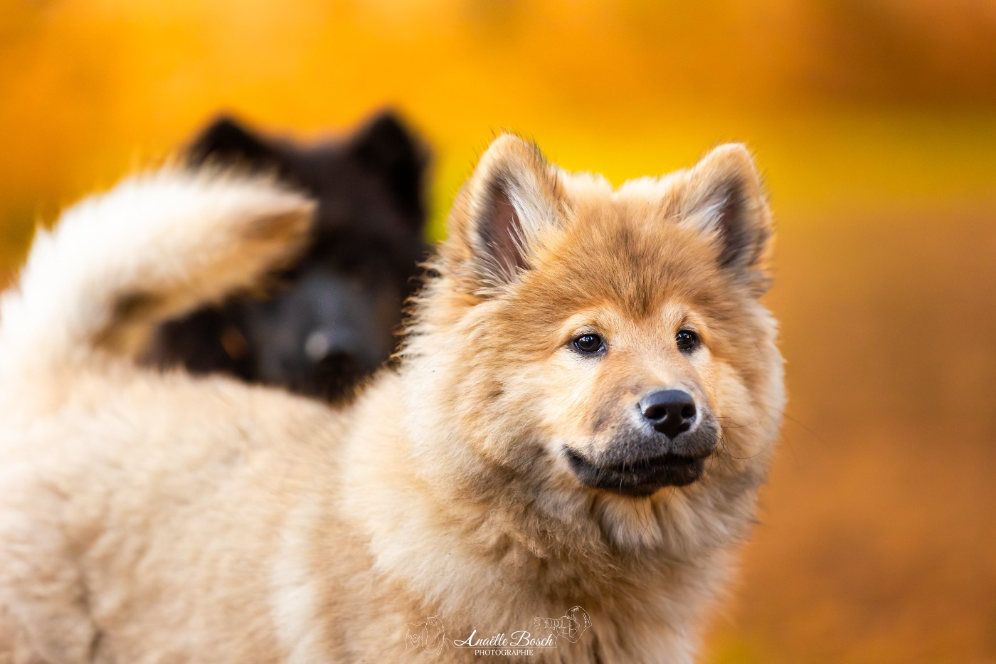 Publication : Des Pepites De La Vie