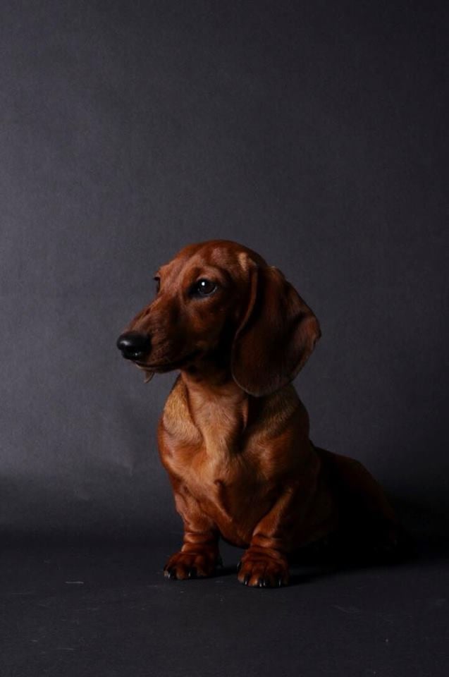 CH. ONLYFORPOPART dit LYLY (Sans Affixe)