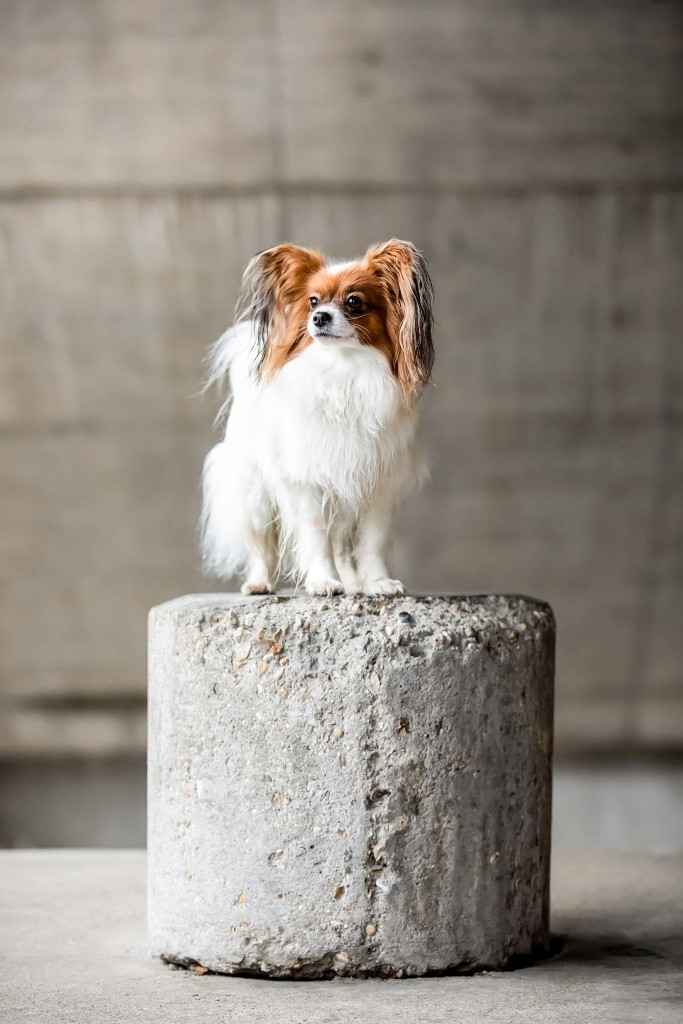 Publication : Des Deux Morin Auteur : Gautier LE ROCH