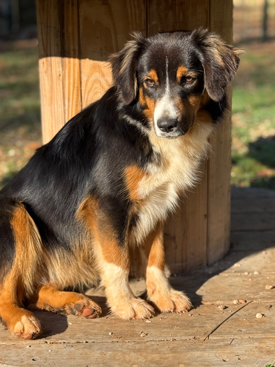 Publication : Des Renards Du Castrum 