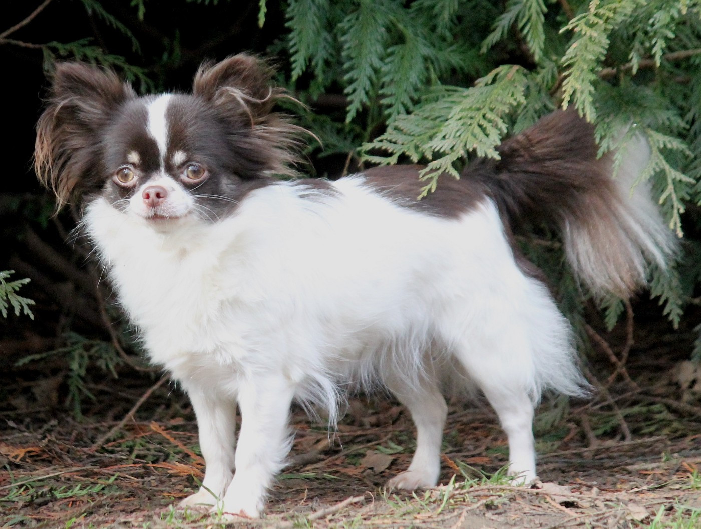 Publication : du domaine d'orca Auteur : Alexandra BODEAU