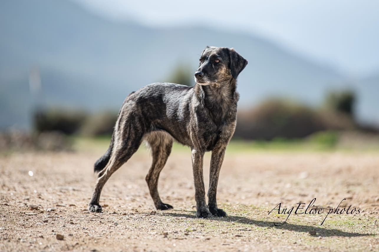 Publication : Ech Hab Di Garn