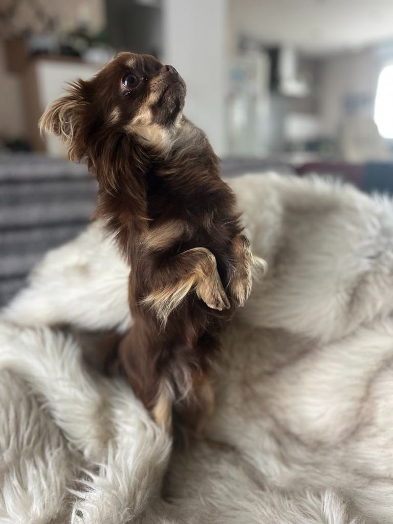 Publication : Du Royaume De La Casa Nova Auteur : mr lucas