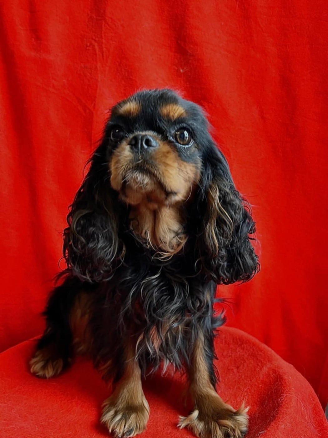 Publication : Du Souvenir Des Dicks 