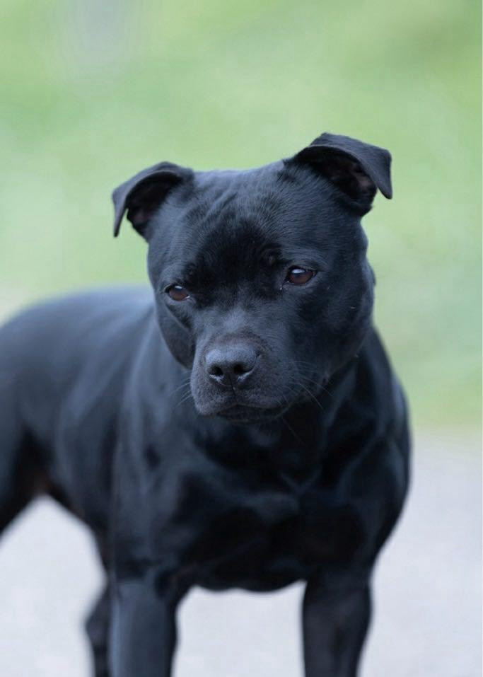 Publication : Gold On Horseshoes 