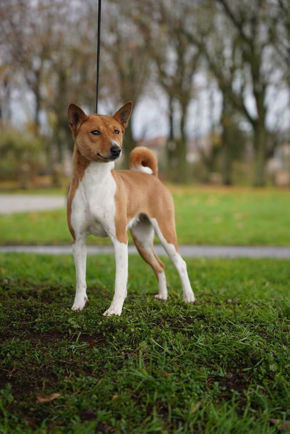 Publication : Mifugo Peponi 