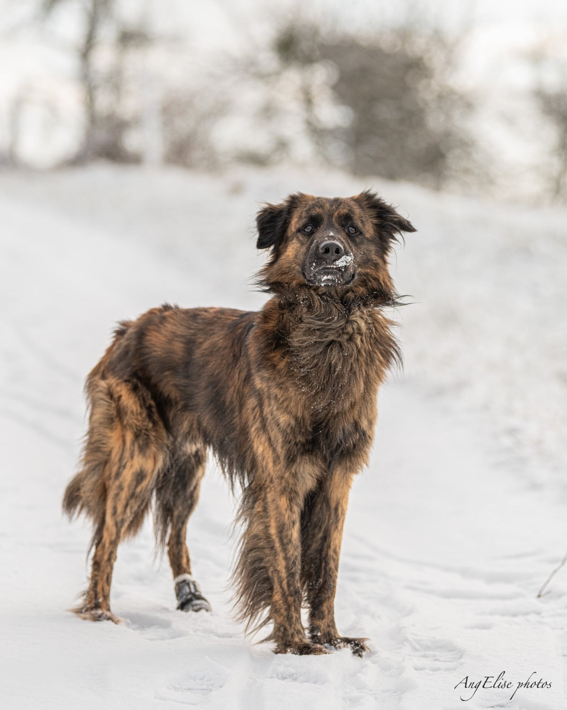 Publication : Ech Hab Di Garn