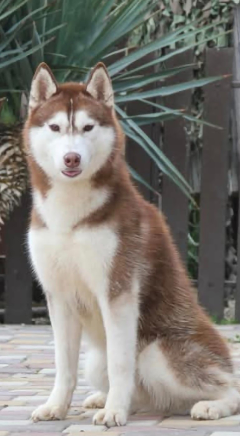 Publication : Spirit Of The Wind's