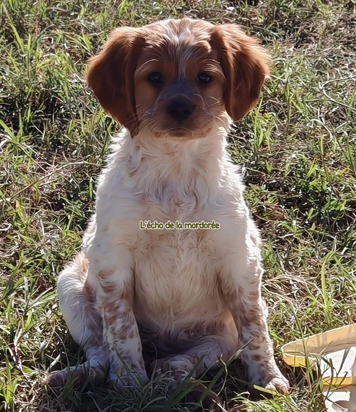 Publication : de l'écho de la Mordorée 