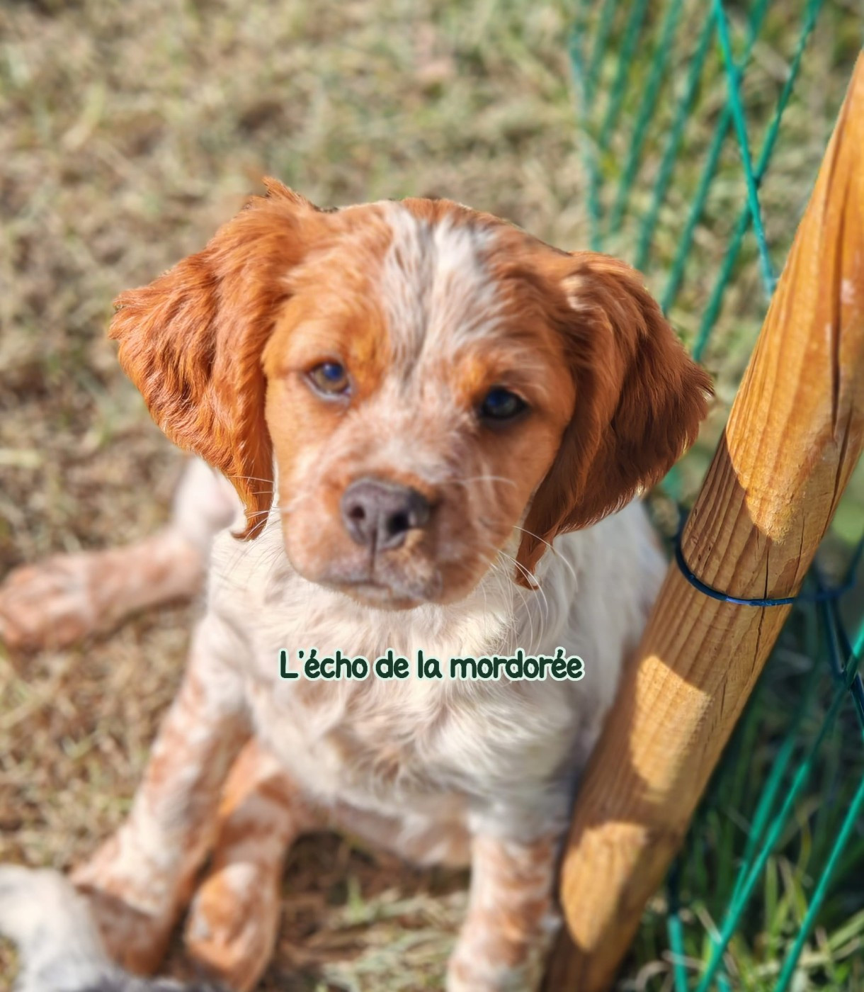 Publication : de l'écho de la Mordorée 