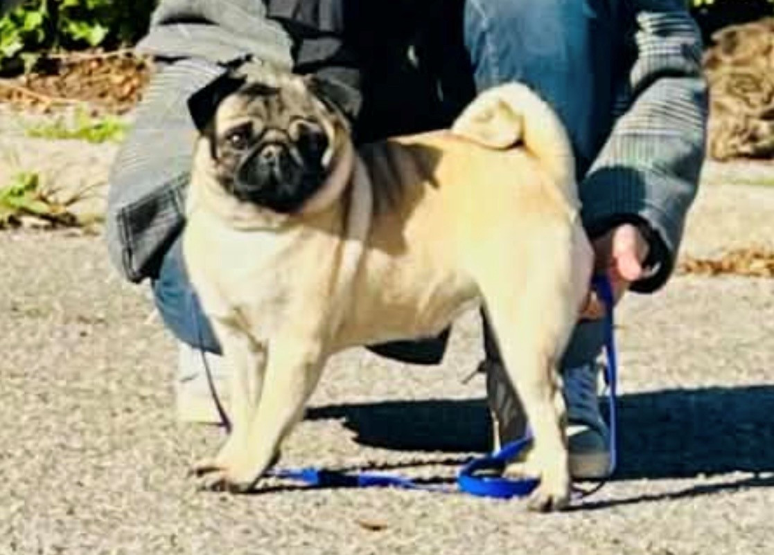 Publication : du gardien du palais de Lhassa Auteur : Karine NIS