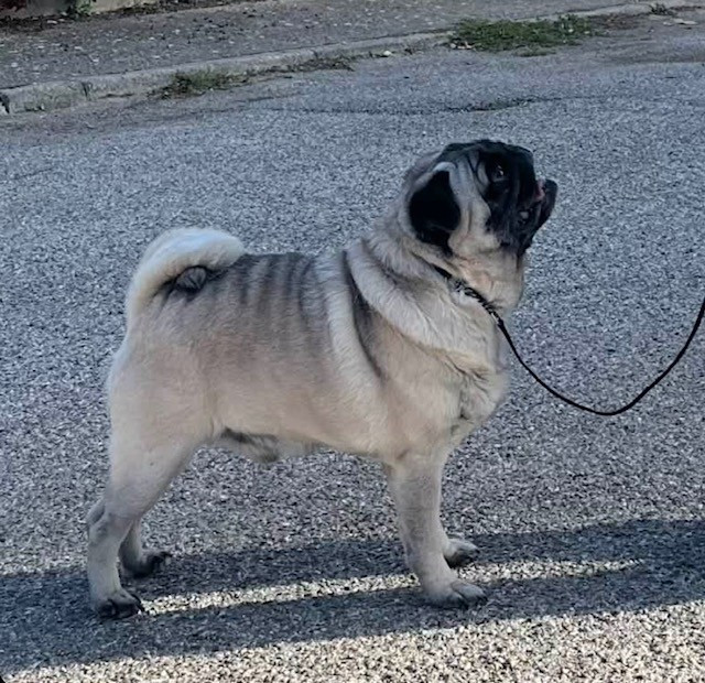 Publication : du gardien du palais de Lhassa Auteur : Karine NIS