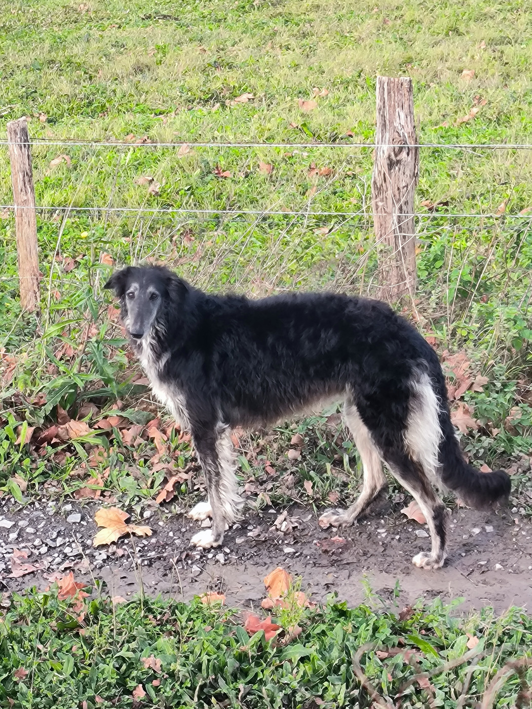 Publication : Les Hordes D’Euskaldia Wolfskaia