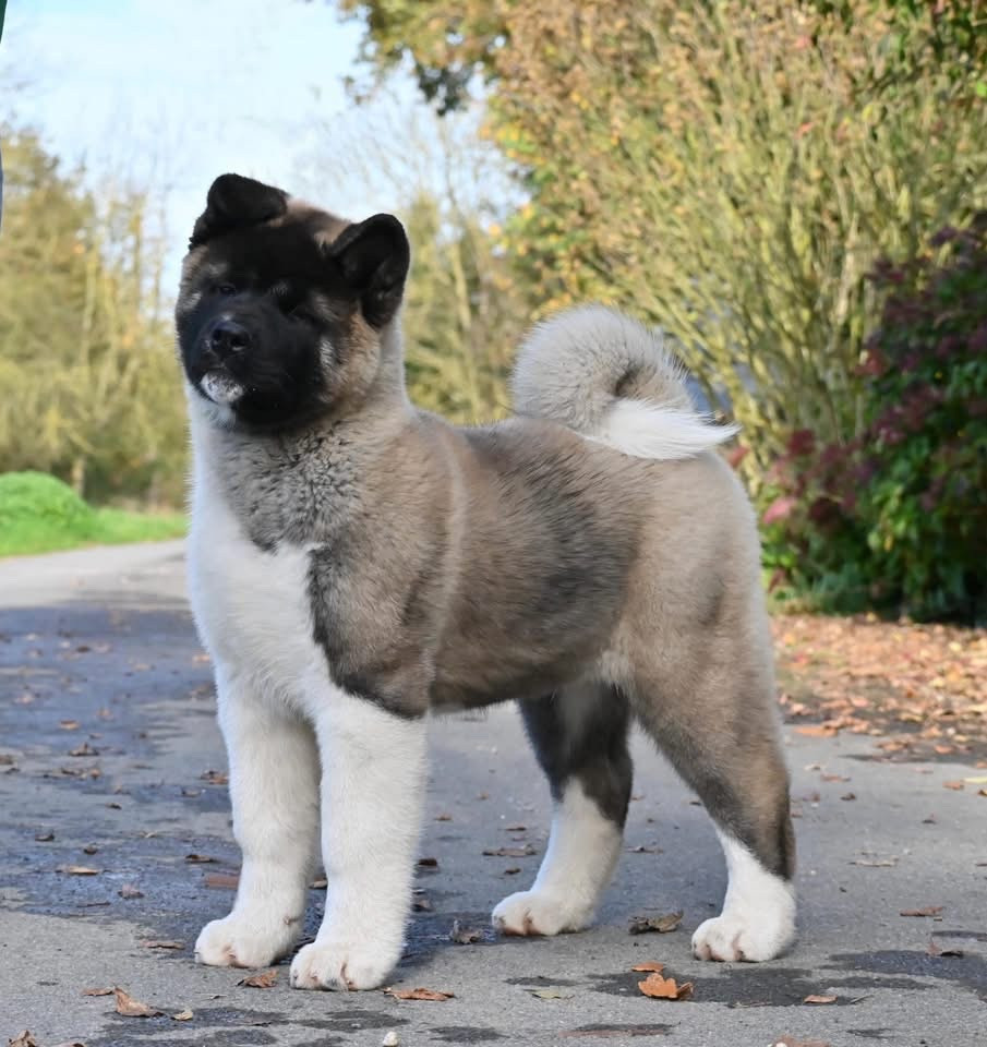 Publication : Something Paint 