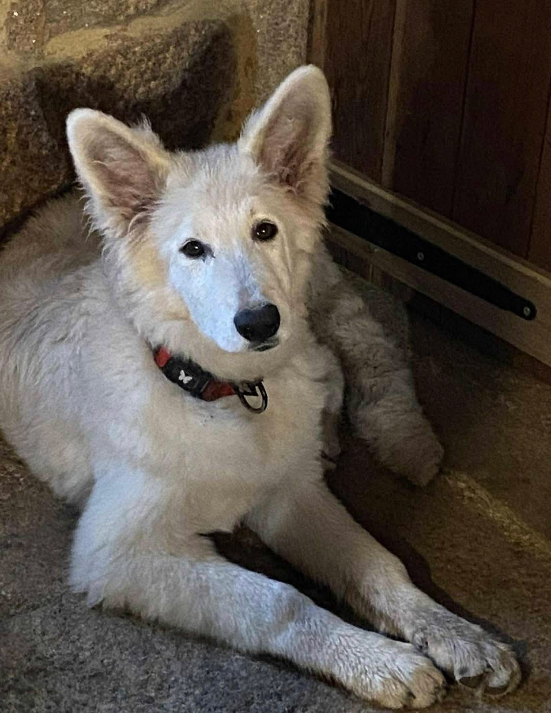 Publication : Des Loups Du Gardoire Auteur : Sébastien Naboudet