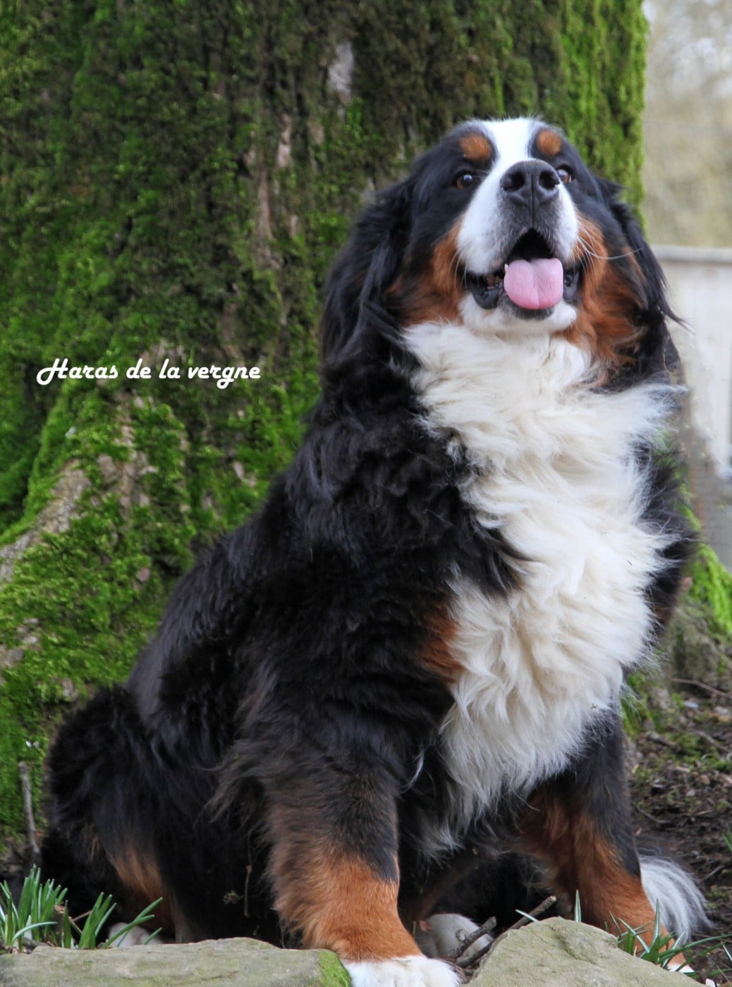 Publication : du Haras de la Vergne 