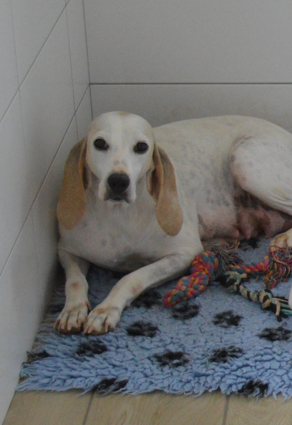 Publication : Du Bois Mulet 