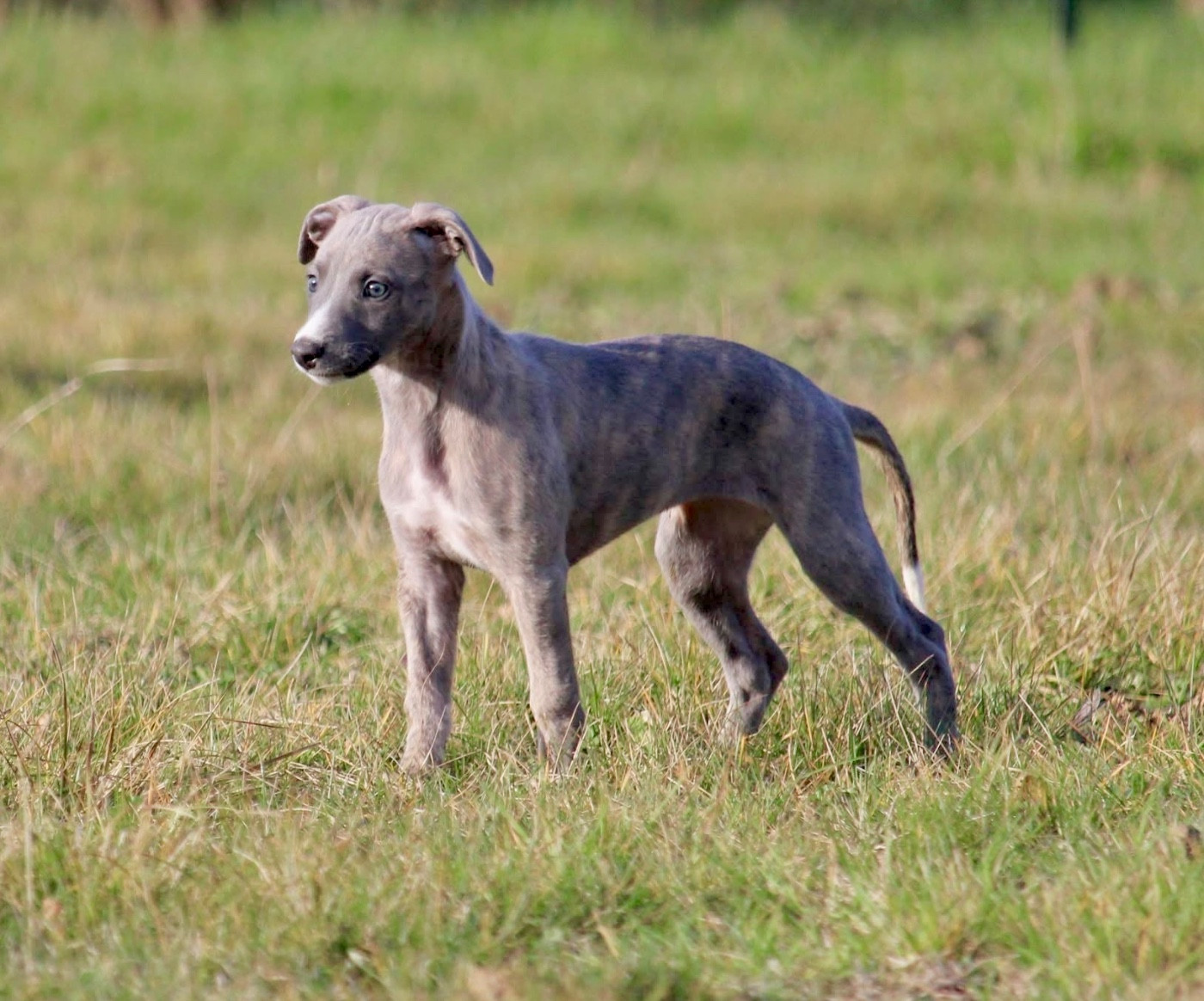 Publication : Des Précieux Rubis