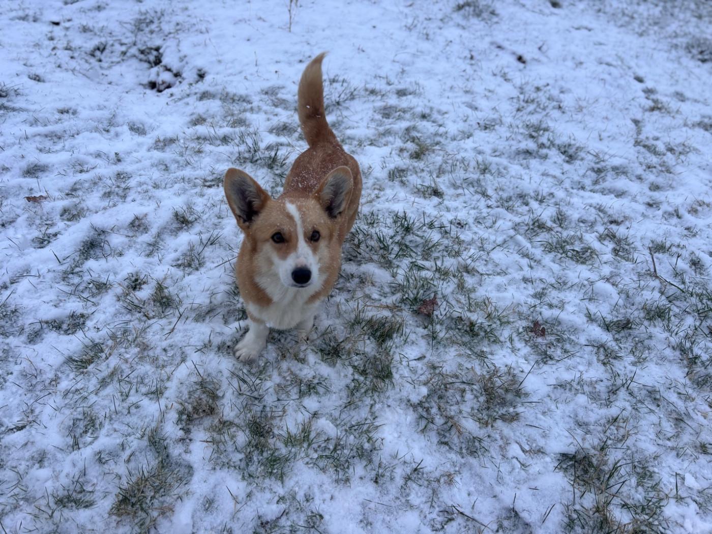 Publication : des Douces Merveilles 