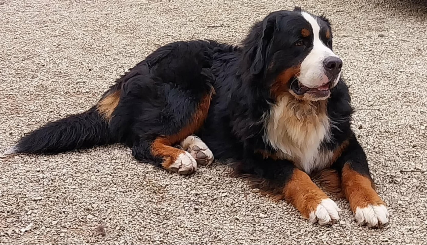 Publication : Des Eaux De Brenne 