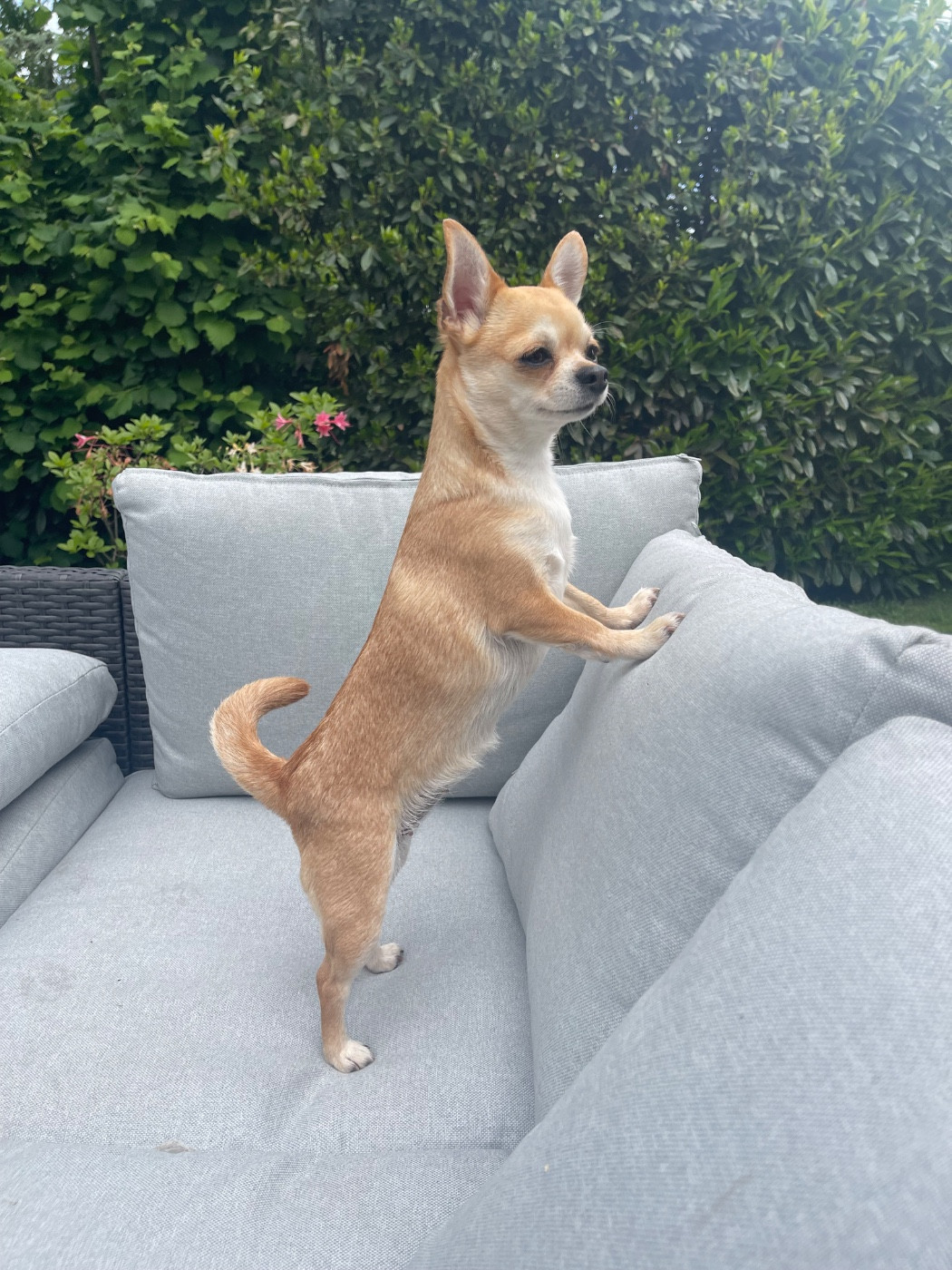 Publication : Des Perles D'Arguin