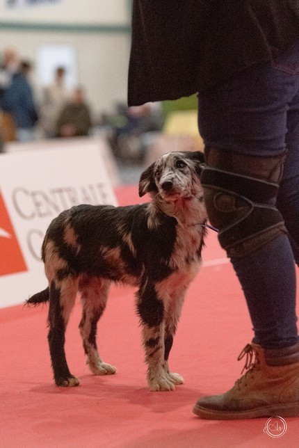 Publication : du Champ D'Onix