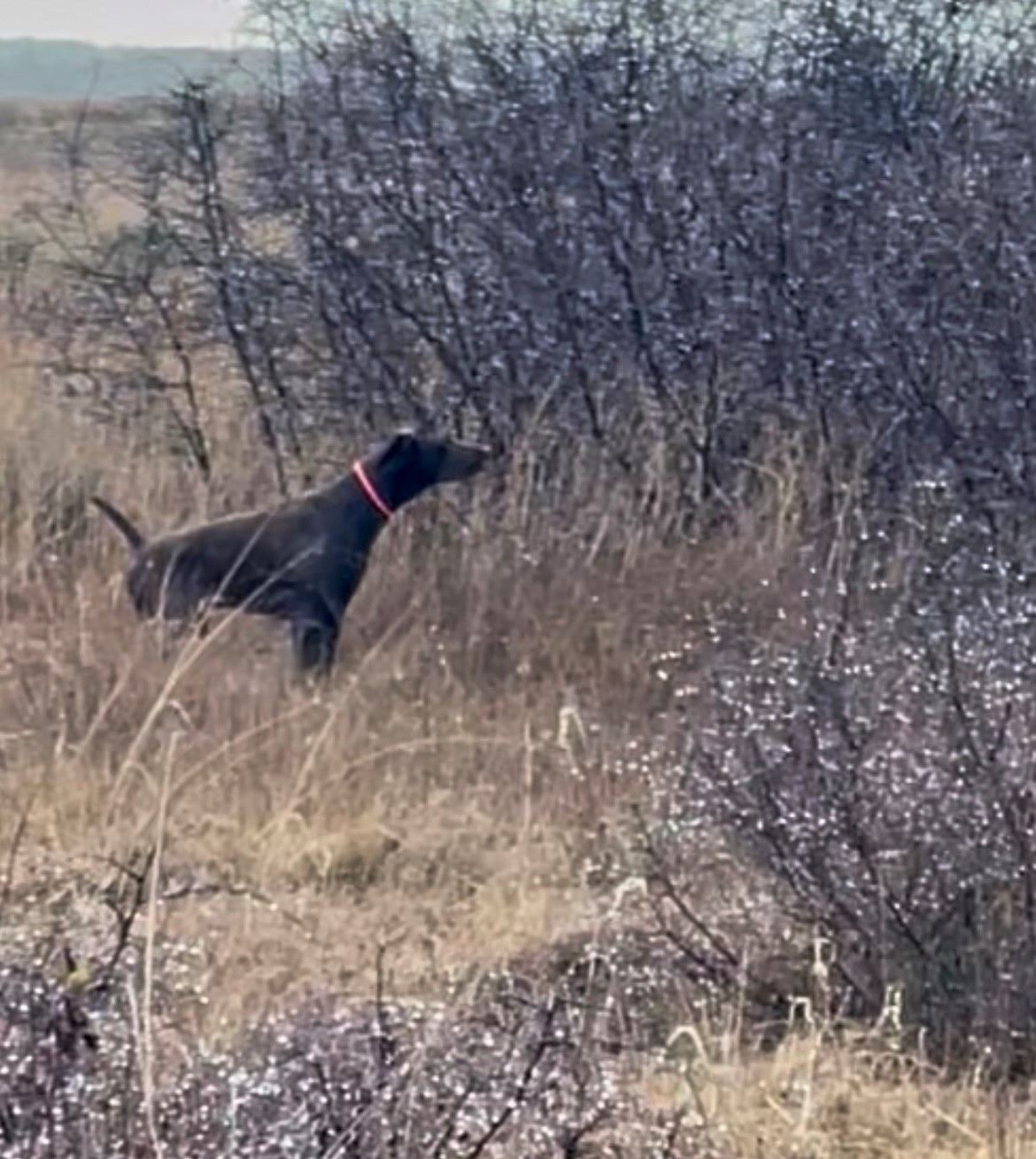 Publication : du Clos de Reve d'Or 