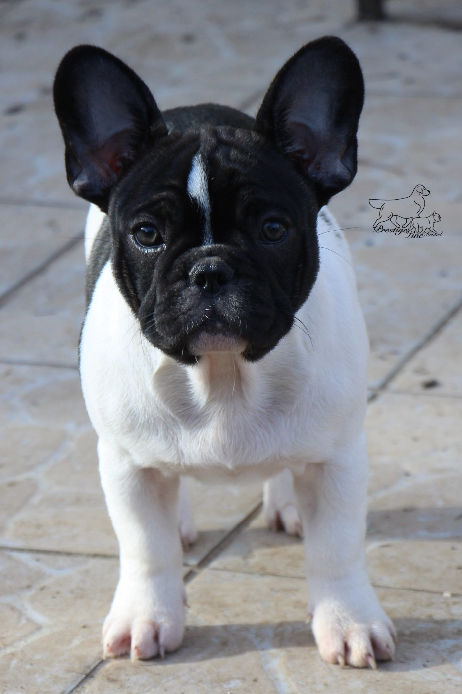 Publication : Prestige Line Auteur : Pl