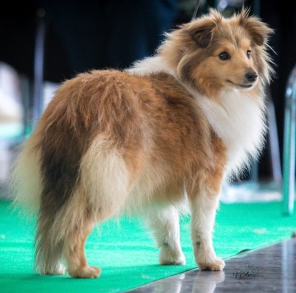 Publication : Des Shelties De La Rose 