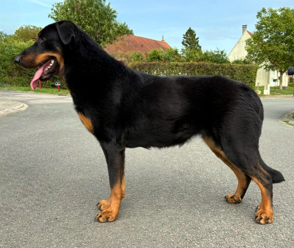 Publication : Du Soleil De La Strega 