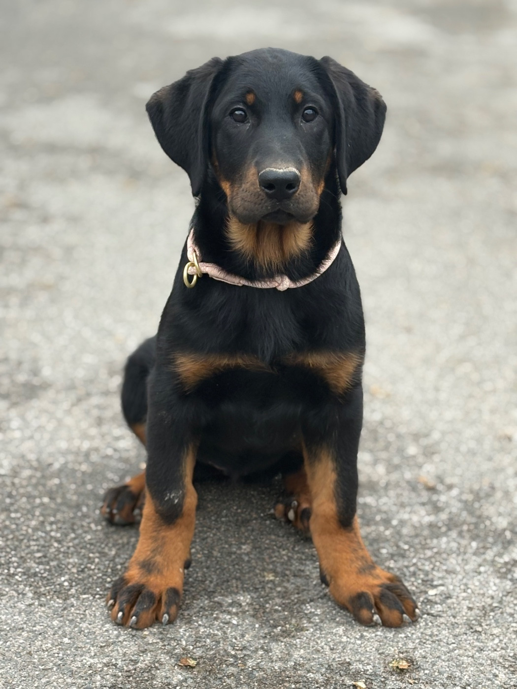 Publication : Du Soleil De La Strega Auteur : Morgan Delattre