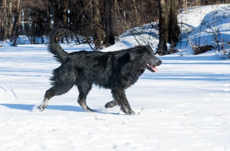 hof garc ODIN OVERBERING