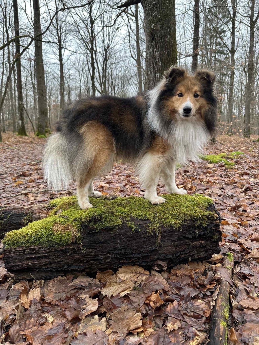 Publication : (Sans Affixe) Auteur : Malvina Prieur