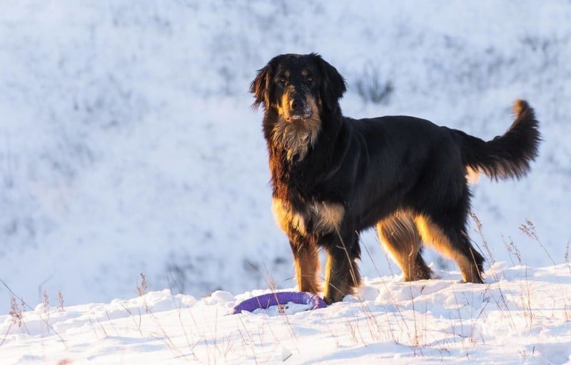 CH. hof garc LAURA BIAGIOTTI ELEGANS