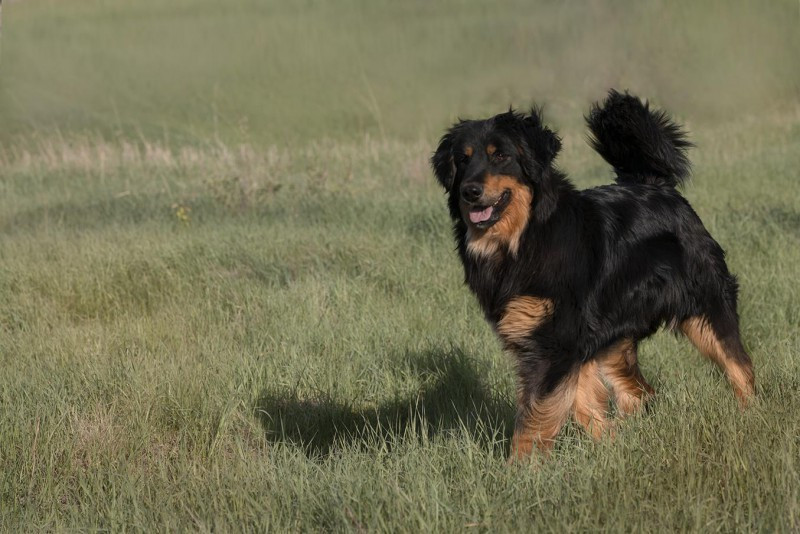 hof garc SHINE OF VICTORY